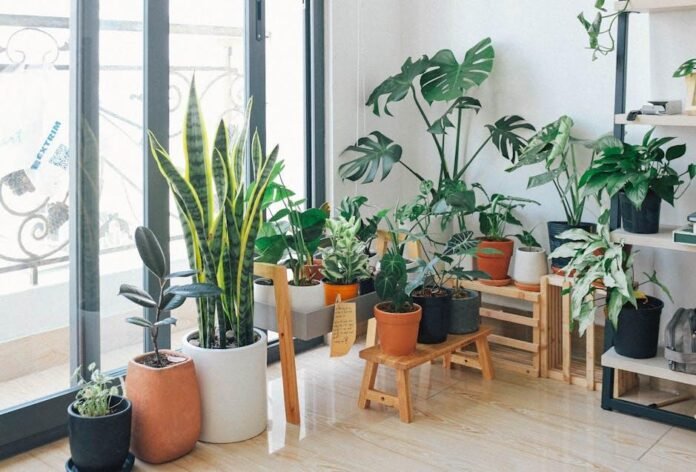 best-indoor-plants-to-brighten-your-space.jpeg Best Indoor Plants to Brighten Your Space